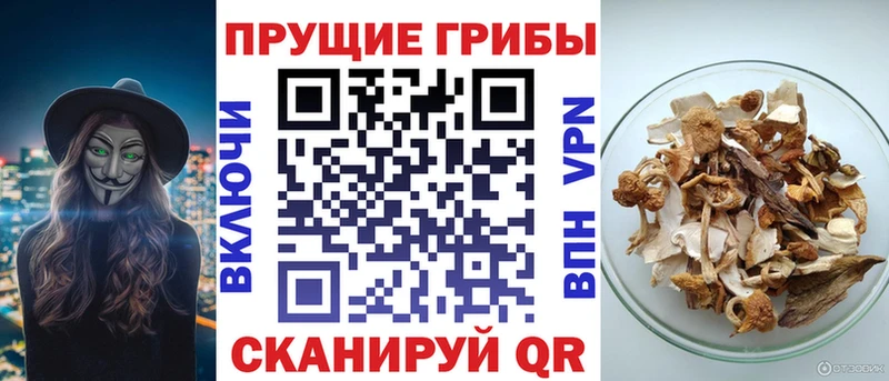 Галлюциногенные грибы Psilocybe  даркнет сайт  hydra tor  Медногорск 